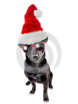 Cute black dog santa claus hat christmas isolated