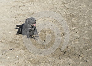 Cute black dog with stick, playing on sandy beach. Sunny day, covered in sand.