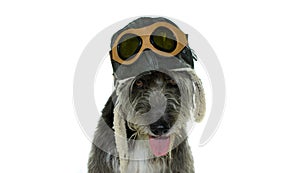 CUTE BLACK DOG WEARING AN AVIATOR HAT ISOLATED ON WHOTE BACKGROUND. HORIZOLTAL STUDIO SHOT WITH COPY SPACE