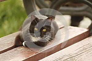 Cute black European shorthair cat lying outdoors on wooden street bench and curiously looking to the camera