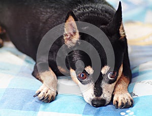 Cute black fat lovely miniature pincher dog with brown dog eyes curious face