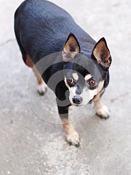 Cute black fat lovely miniature pincher dog