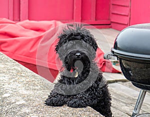 A cute black fluffy dog looking at camera