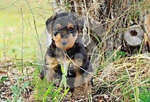 Cute black fluffy puppy hiding in garden bush