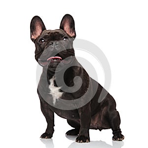 Cute black french bulldog looks up in awe