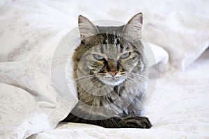 Cute black and grey cat lying on bed under a white quilt with sleepy face
