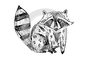 Cute black hand drawn sketch raccoon illustration