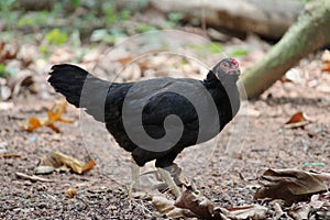 Cute black Hen looking me crucially