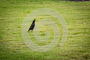 Cute black Javan myna bird is singing on the green grass field. The Javan myna (Acridotheres javanicus), also known as the white-