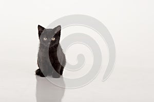 Cute black kitten against white background