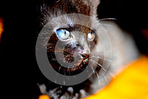 Cute black kitten with blue eyes photo