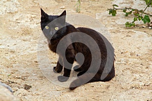 Cute black kitten with large white eyes sitting on textured street