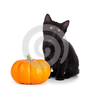 Cute black kitten next to a mini pumpkin isolated on white