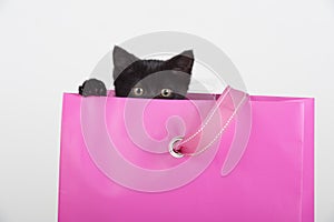 Cute black kitten peeking out of gift bag present