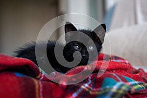 Cute black kitten portrait playing lying posing at the camera. Little pet pure love concept. Pussy cat innocent baby