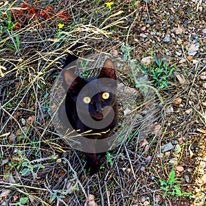 Cute black kitten sitting in the grass. The cat has bright yellow eyes