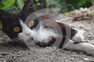 Cute Black Kitten Sleeping On The Street