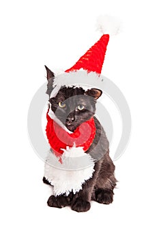 Cute Black Kitten Wearing Christmas Hat