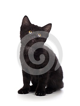 Cute black kitten on a white background