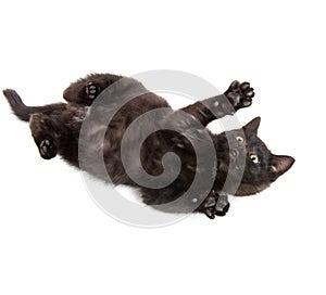 Cute black kitten on white background