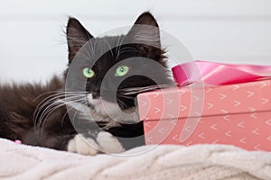 Cute black kitten with white breast and green eyes, lying on a white knitted blanket with pink gift box and ribbon