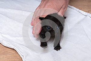 Cute black kitten on a white towel