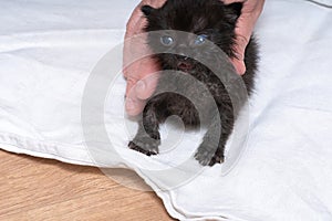 Cute black kitten on a white towel