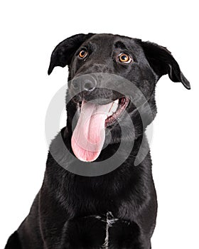 Cute black lab panting tongue isolated white background