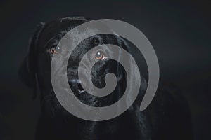 Cute black Labrador dog posing in the studio