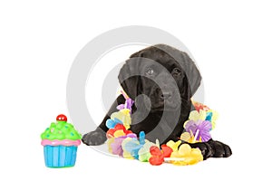 Cute black labrador puppy dog lying down with garland and cup cake