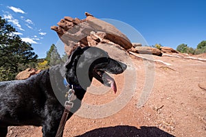 Cute black labrador retreiver explores Garden of the Gods Park in Colorado Springs
