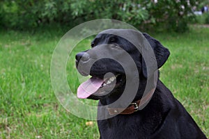 Cute black labrador retriever close up. Pet animals.