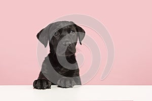 Cute black labrador retriever puppy looking at the camera on a pink background on its pays on a white table with