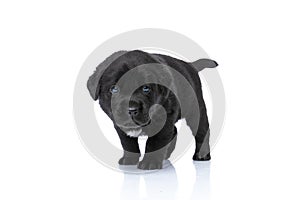 Cute black labrador retriever puppy standing and looking to side