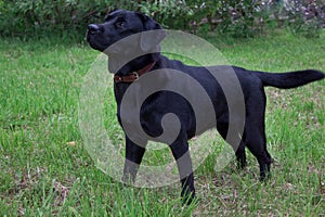 Cute black labrador retriever is standing on a spring meadow. Pet animals.