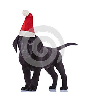Cute black labrador retriever wearing santa claus hat for christmas