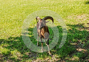 A cute black lamb on a background of green grass in a zoo in the city of Nitra in Slovakia