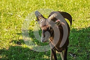 A cute black lamb on a background of green grass in a zoo in the city of Nitra in Slovakia