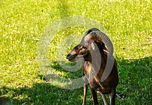 A cute black lamb on a background of green grass in a zoo in the city of Nitra in Slovakia