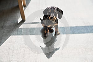 Cute, black, little dachshund puppy standing indoors, looking at camera, thoughtful.