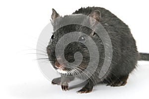 Cute black male rodent isolated on white background