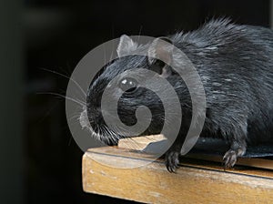 Cute black male rodent silhouette on black