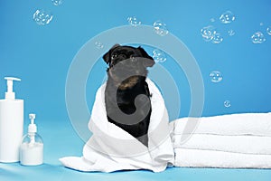 Cute black Petit Brabancon dog with towel, bath accessories and bubbles on light blue