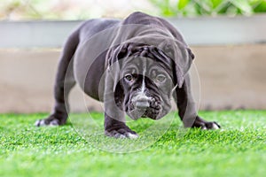 The cute black pit bull, less than 1-month-old, walks freely on artificial grass in the dog farm. A prolific, obese puppy,