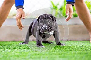 The cute black pit bull, less than 1-month-old, walks freely on artificial grass in the dog farm. A prolific, obese puppy,