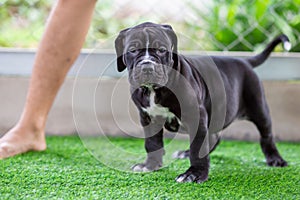 The cute black pit bull, less than 1-month-old, walks freely on artificial grass in the dog farm. A prolific, obese puppy,