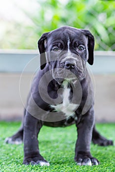 The cute black pit bull, less than 1-month-old, walks freely on artificial grass in the dog farm. A prolific, obese puppy,