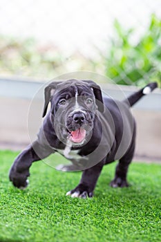 The cute black pit bull, less than 1-month-old, walks freely on artificial grass in the dog farm. A prolific, obese puppy,