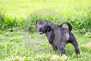 A cute black pitbull, less than a month old, walks freely on the wide lawn in the dog farm. Prolific, stout puppies need a lot of