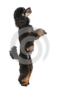 Cute black poodle standing on white background